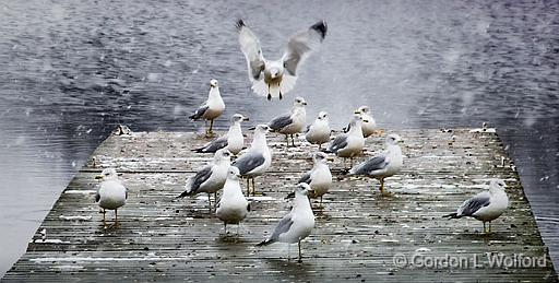 Gulls On A Dock_DSCF03557.jpg - Photographed along the Rideau Canal Waterway at Smiths Falls, Ontario, Canada.